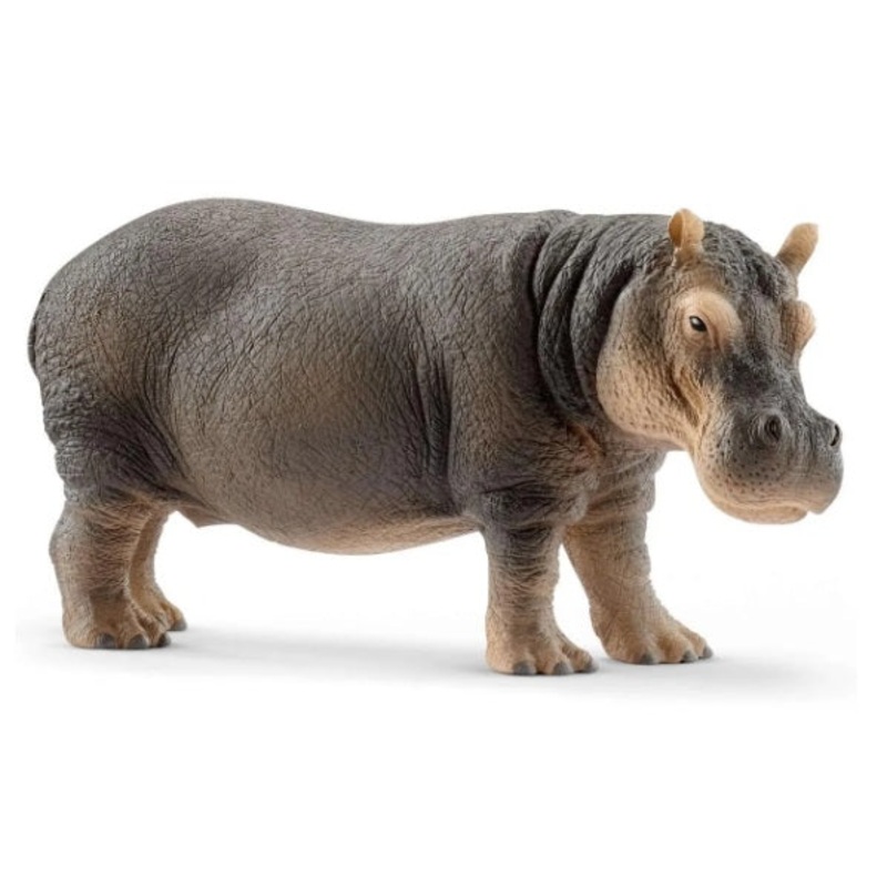 Hippopotamus