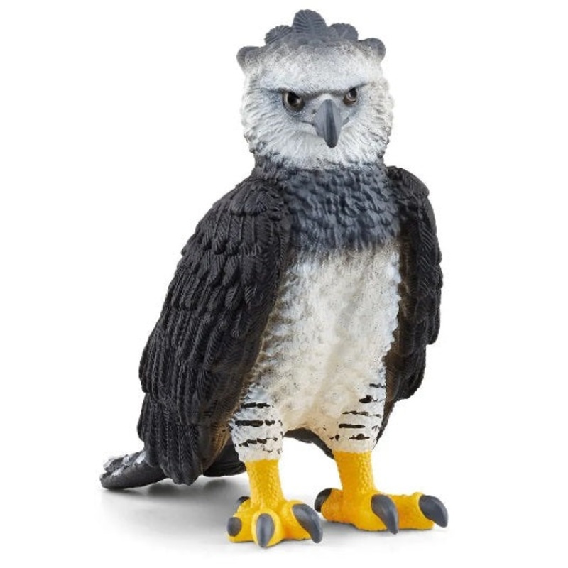 Harpy Eagle