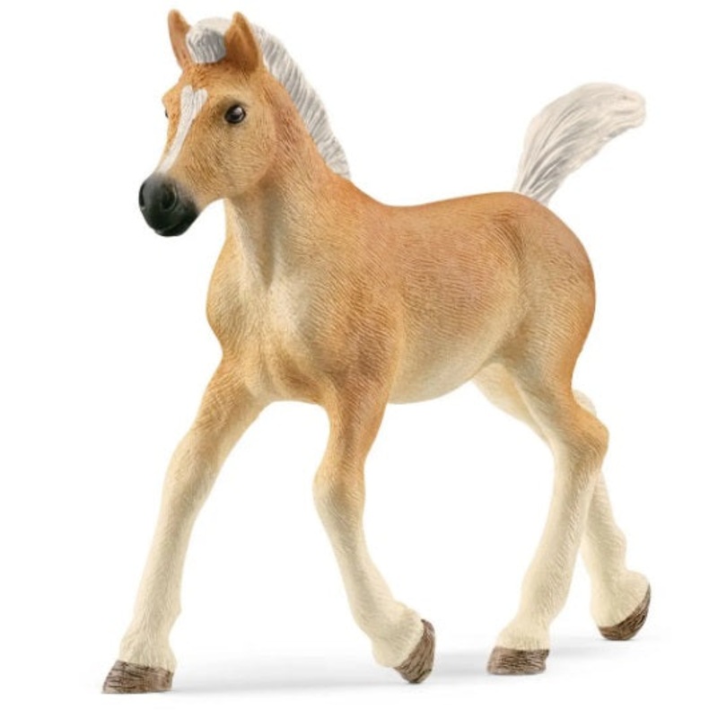 Haflinger Foal Horse
