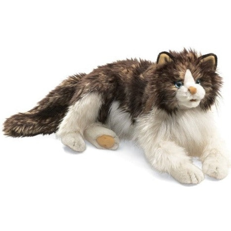 Ragdoll Cat